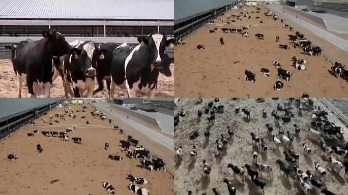 奶牛饲养场规模化养殖场