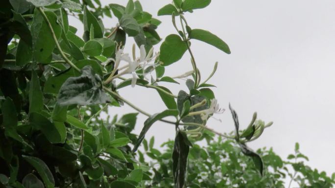 秋风秋雨中的忍冬花