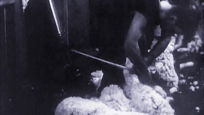30年代牧羊羊群剪羊毛