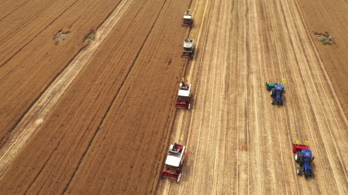 高清航拍万亩小麦喜获丰收现代化农机收割