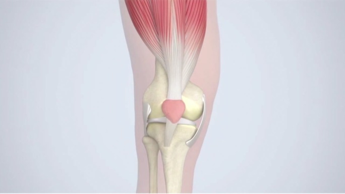 膝盖肌肉骨骼