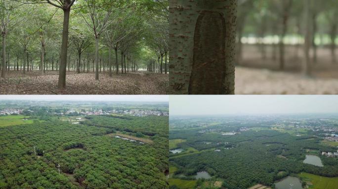 4K实拍和航拍-榉树种植基地