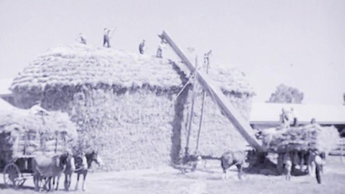 30年代澳洲农民收割牧草谷物