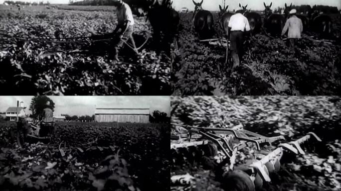 30年代美国棉花种植农场农作物