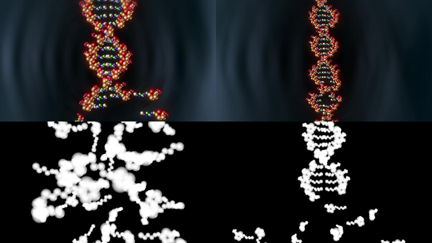 小分子核苷酸按一定顺序聚合成核酸DNA