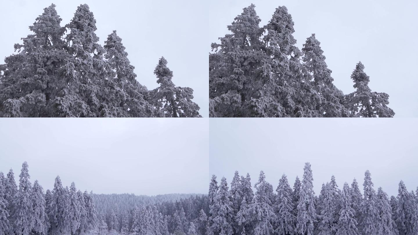 【原创】树挂冬天雪景马路