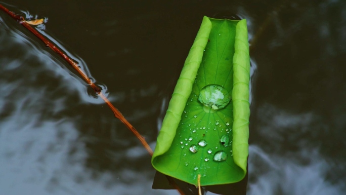 雨中荷花莲花高清实拍