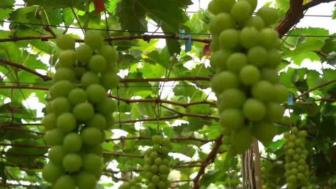 葡萄葡萄架葡萄种植葡萄大棚