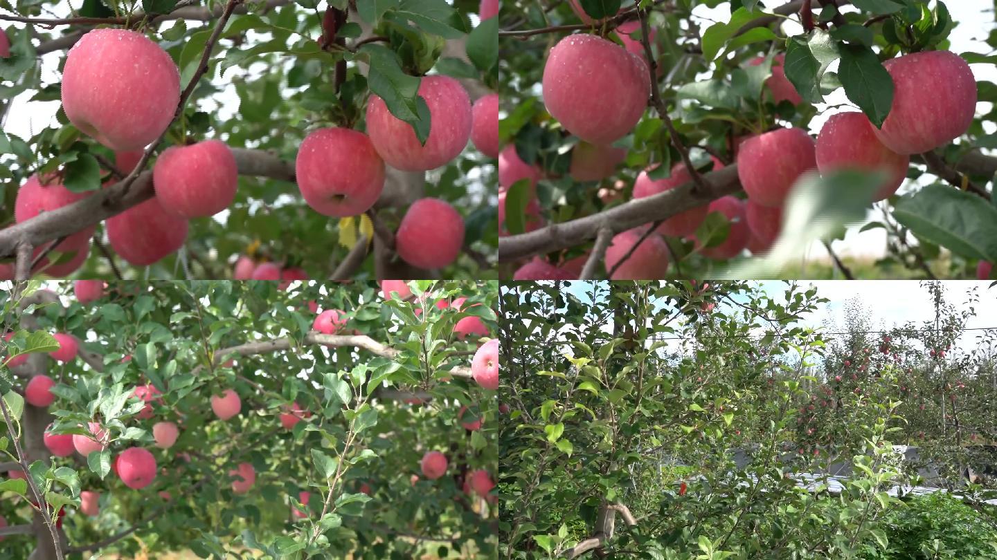 苹果苹果种植苹果基地红苹果