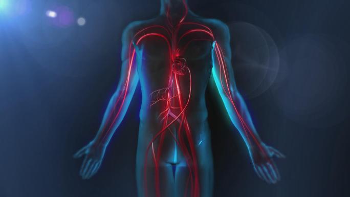 动脉管壁内弹力纤维维持着动脉血管的弹性