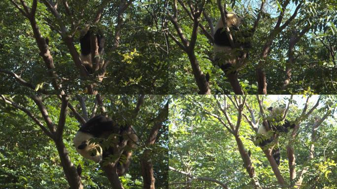 熊猫爬树4K