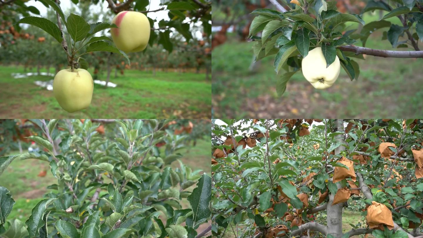 苹果苹果种植苹果基地红苹果