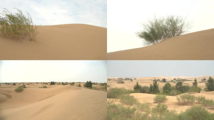 沙漠植被绿化4K