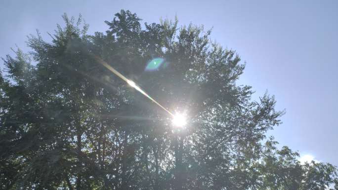 臭椿树大树阳光树叶中午的阳光