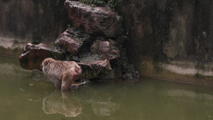 猴子视频