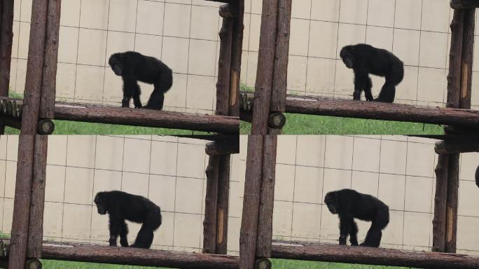 黑猩猩视频