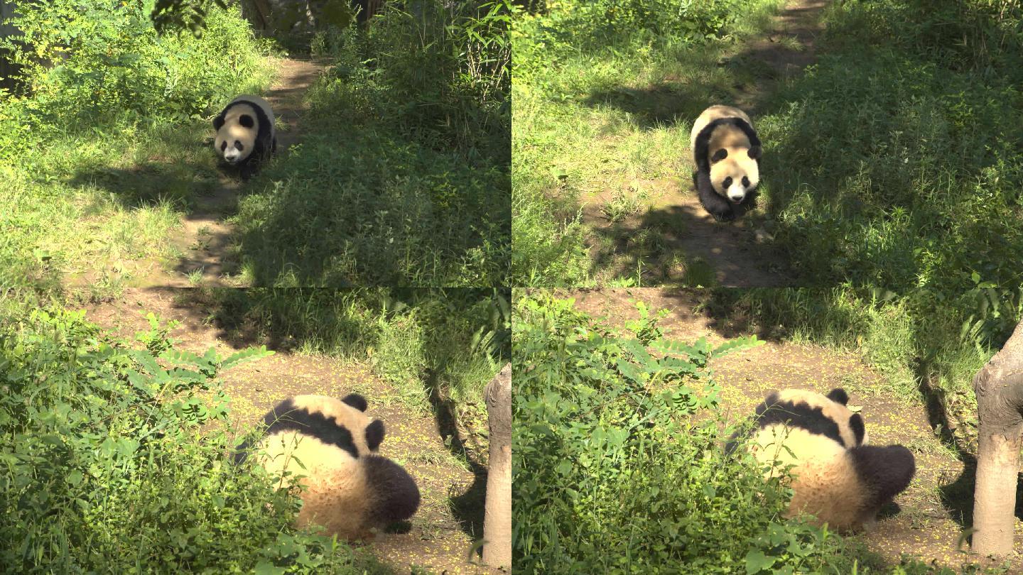 熊猫玩耍4K