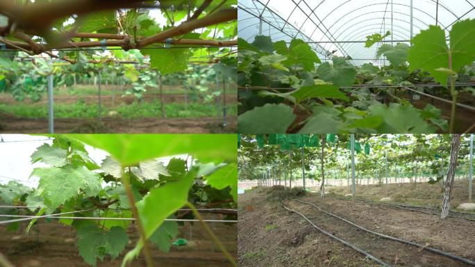 葡萄葡萄架葡萄种植葡萄大棚葡萄种植园