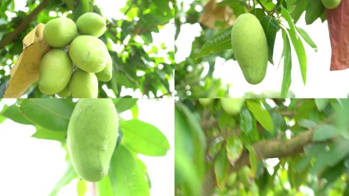柬埔寨芒果园芒果树芒果实拍青芒果套袋