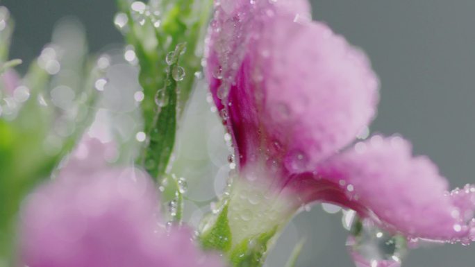 雨后花的世界