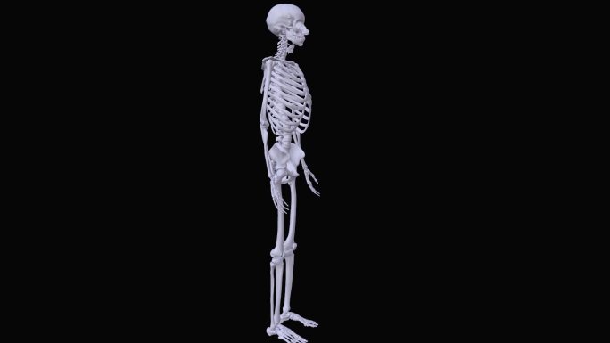 人体骨骼模型(obj)