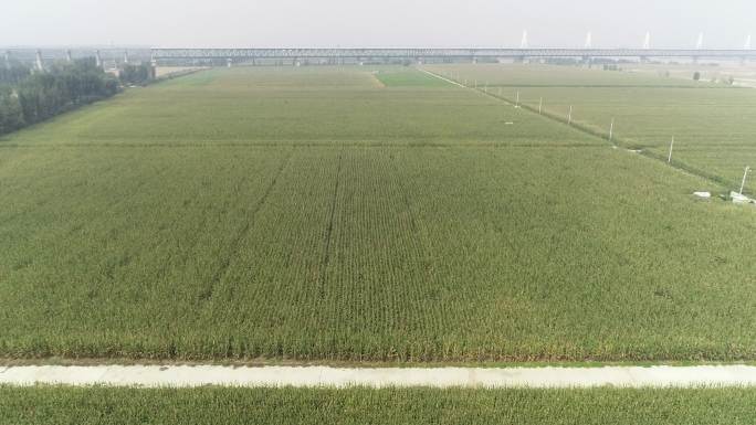 大面积农田玉米（4K50帧）