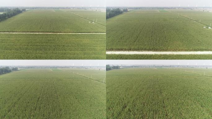 大面积农田玉米（4K50帧）