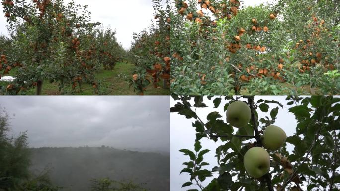 苹果苹果种植苹果基地红苹果