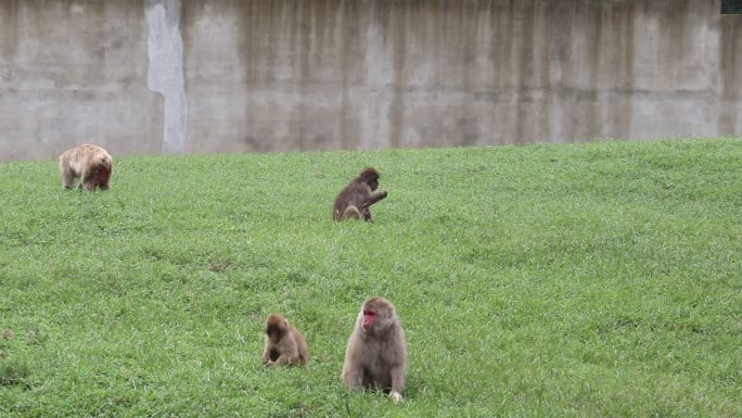 日本猴子片头视频
