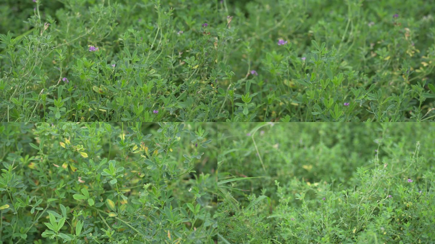 苜蓿草 19x1080 高清视频素材下载 编号 实拍视频 Vj师网www Vjshi Com 苜蓿草 19x1080 高清视频素材下载 编号 实拍视频 Vj师网www Vjshi Com