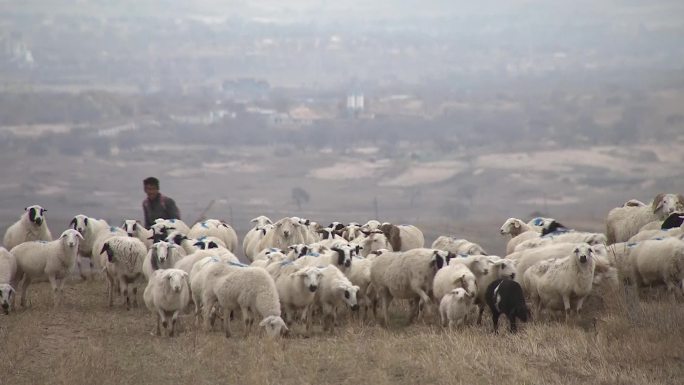 冬季草原放牧放羊坝上张家口牧场