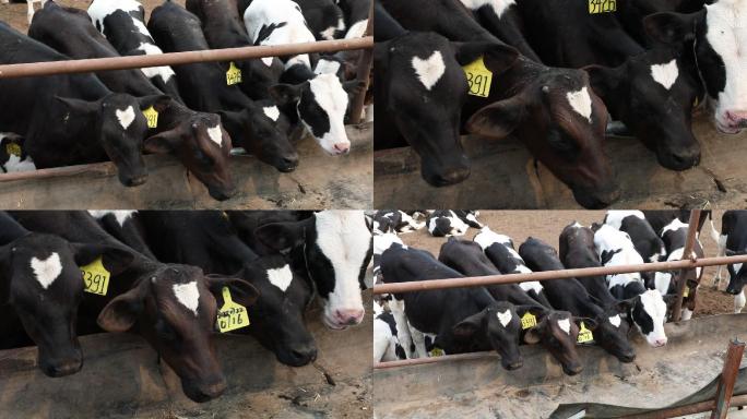 小奶牛养殖（2K50帧）