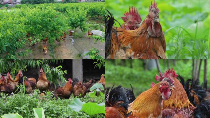 农家饲养鸡