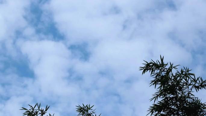 蓝天白云树叶竹子