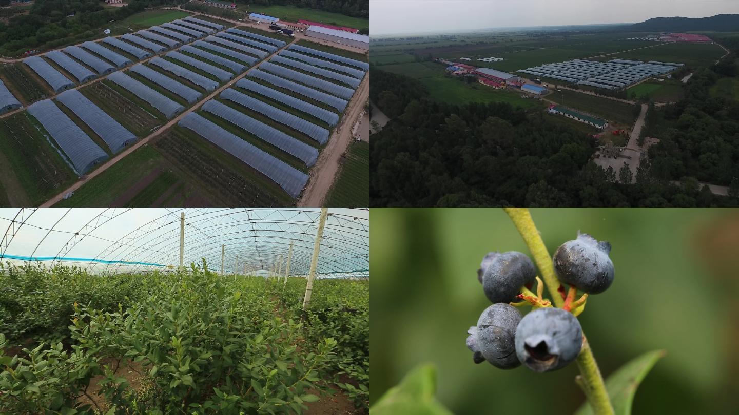 20200924蓝莓种植