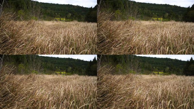 荒山野岭的茅草地丨1080P丨原创实拍