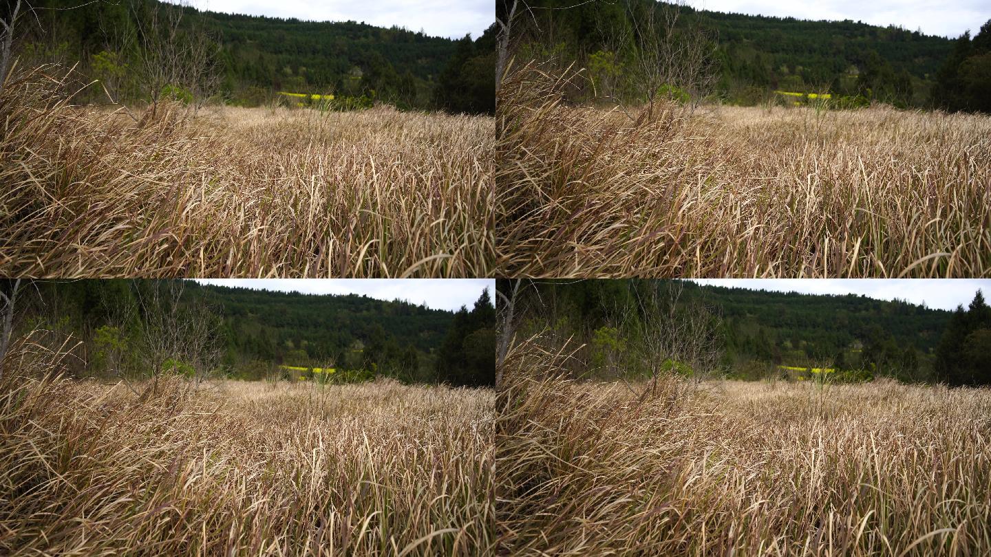 荒山野岭的茅草地丨1080P丨原创实拍