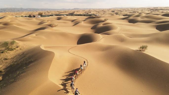 沙漠骆驼景观