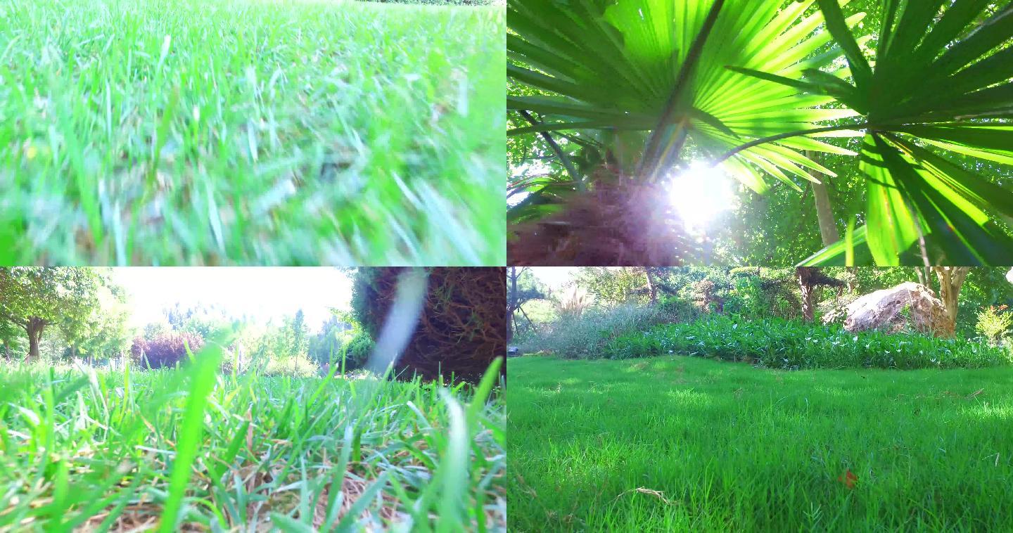 原创清新草地棕榈实拍俯拍仰拍镜头