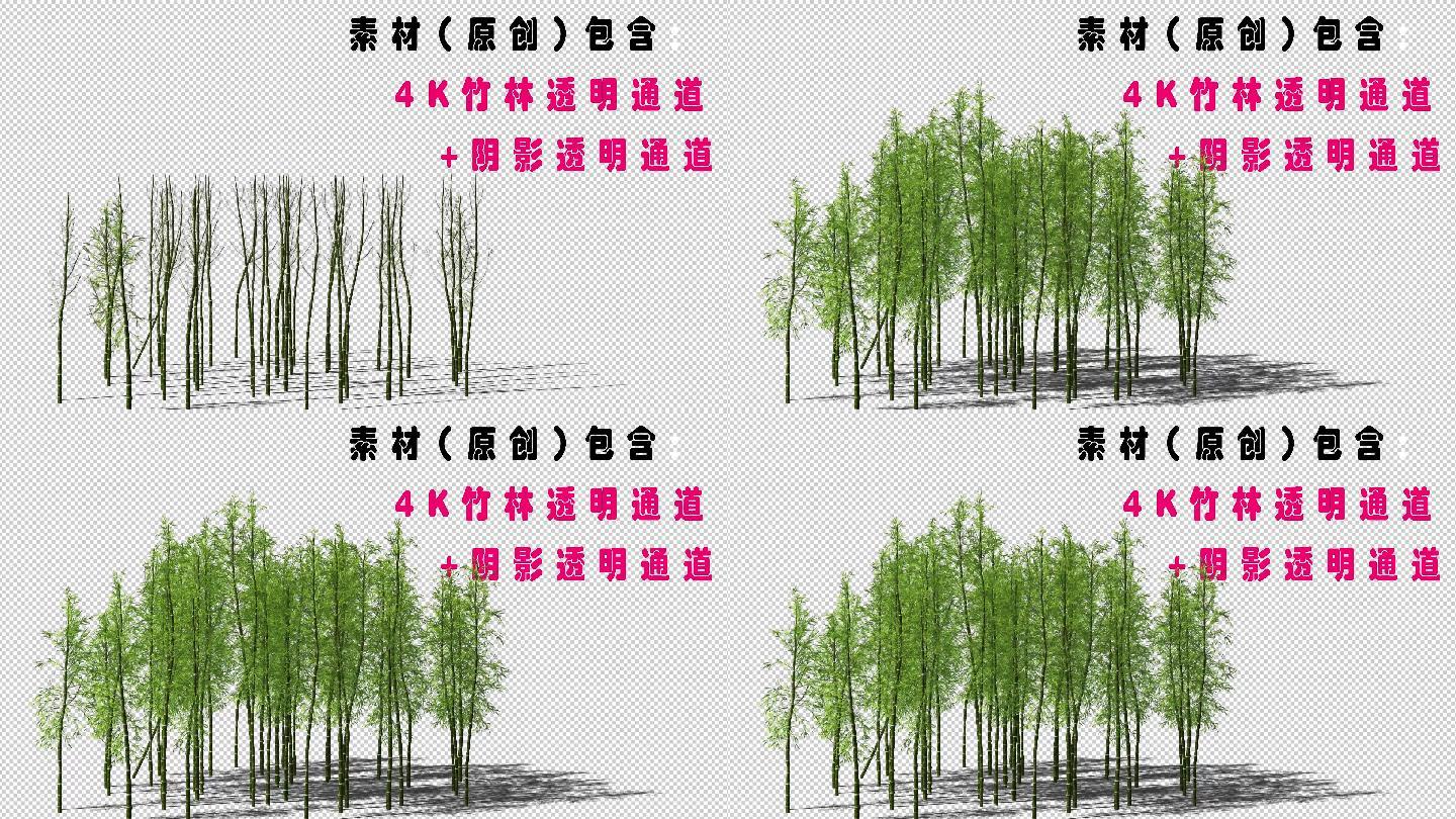 4K高清竹子+阴影通道竹子生长