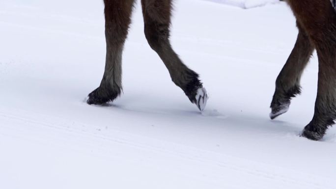 【原创】马走在雪地野马