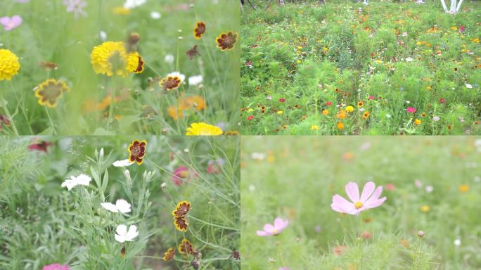 花海野花花