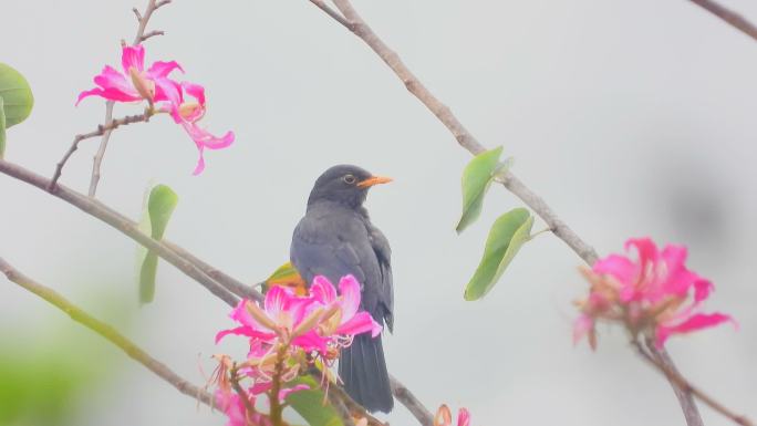 鸟语花香乌鸫鸟叫声