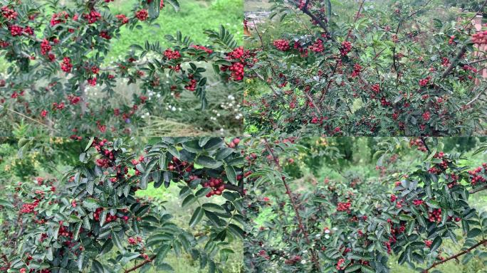 树上红花椒（红麻椒）实拍4K