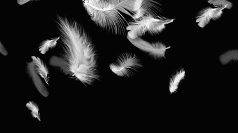 羽毛缓慢飘落视频素材