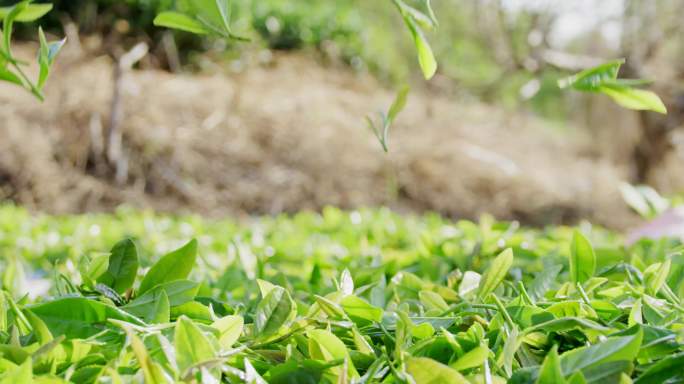 茶叶茶园采茶崂山茶