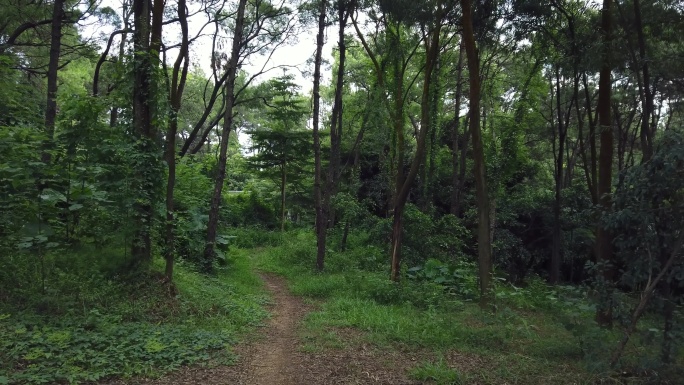 唯美热带植物园森林公园林荫大道林间小路