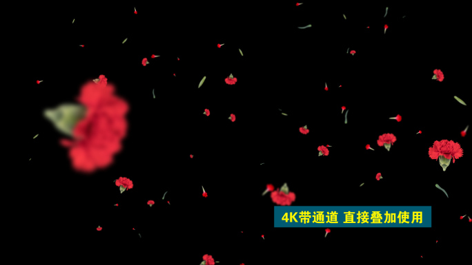 4K红色康乃馨花瓣飘通道循环