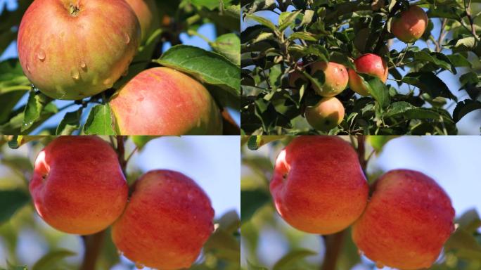 实拍丰收季苹果树果林视频素材