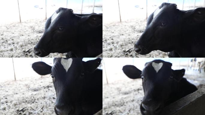 黑白花奶牛（2K50帧）
